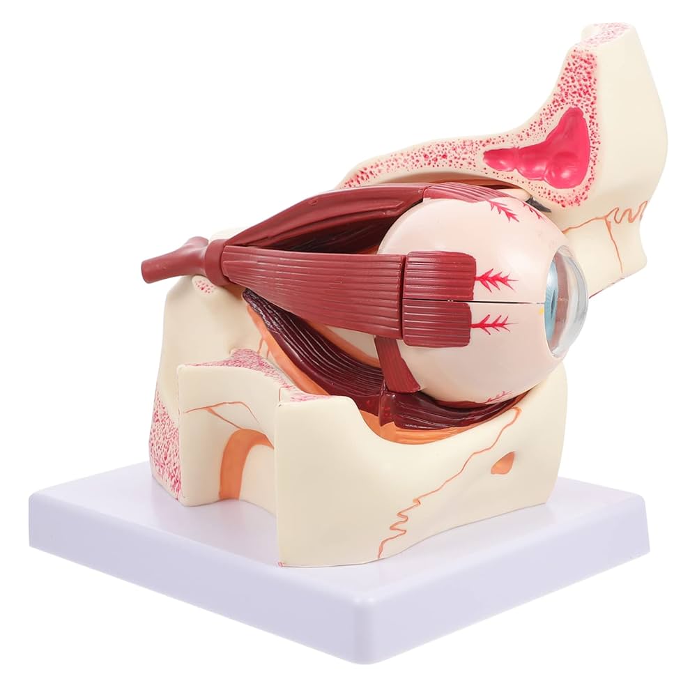 眼球医療用模型 Amazon.co.jp: TOYMYTOY 人間眼球解剖模型 倍拡大 製 眼球モデル